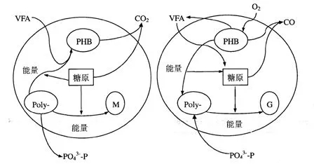 為什么你的生物除磷不達(dá)標(biāo)？